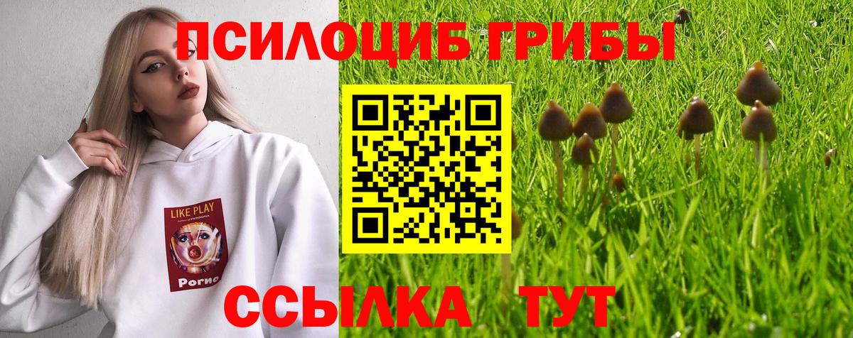 Псилоцибиновые грибы Cubensis Арзамас